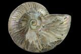 Silver Iridescent Ammonite (Cleoniceras) Fossil - Madagascar #137395-1